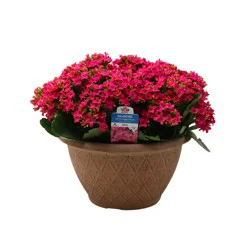 H-E-B Texas Roots Kalanchoe Bowl - Purple