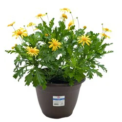 H-E-B Texas Roots Euryops