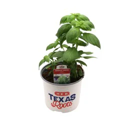 H-E-B Texas Roots Basil - Emerald Towers