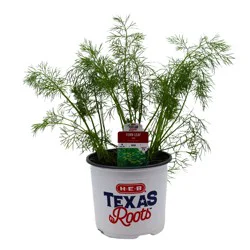H-E-B Texas Roots Fern Leaf Dill Herb