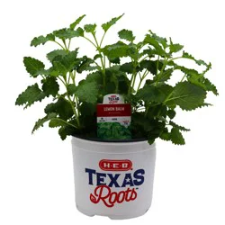 H-E-B Texas Roots Lemon Balm Herb