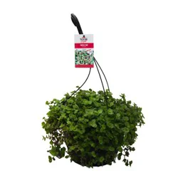 H-E-B Texas Roots Turtle Vine Hanging Basket
