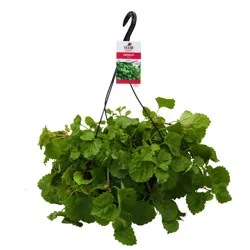 H-E-B Texas Roots Swedish Ivy Hanging Basket