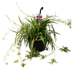 H-E-B Texas Roots Spider Plant Hanging Basket