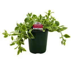 H-E-B Texas Roots Dorotheanthus Mezoo Trailing Red Plant
