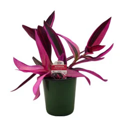 H-E-B Texas Roots Setcreasea Purple Heart Plant