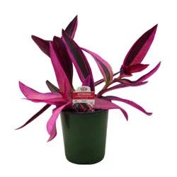 H-E-B Texas Roots Setcreasea Purple Heart Plant