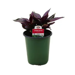 H-E-B Texas Roots Strobilanthes Persian Shield Plant