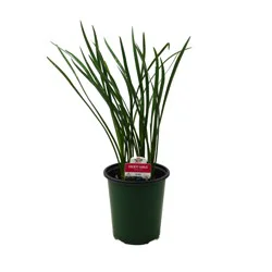 H-E-B Texas Roots Society Garlic Plant
