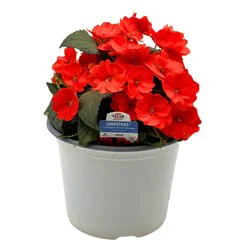H-E-B Texas Roots Sunpatiens Electric Orange