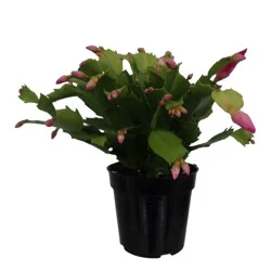 H-E-B Texas Roots Christmas Cactus