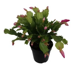 H-E-B Texas Roots Christmas Cactus