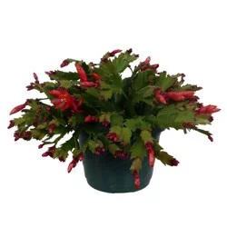 H-E-B Texas Roots Christmas Cactus