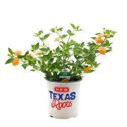 H-E-B Texas Roots Lantana New Gold Perennials