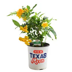 H-E-B Texas Roots Tecoma Sun Trumpets