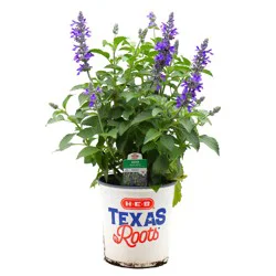 H-E-B Texas Roots Salvia Mystic Spires Perennials
