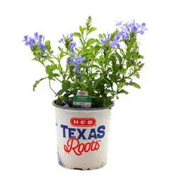 H-E-B Texas Roots Plumbago Imperial Blue Perennials