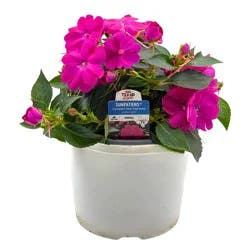 H-E-B Texas Roots Sunpatiens Purple