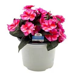 H-E-B Texas Roots Sunpatiens Red Candy