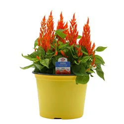H-E-B Texas Roots Celosia Flamma Orange