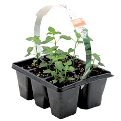 H-E-B Texas Roots Pepper Serrano Plant