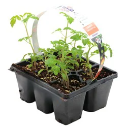 H-E-B Texas Roots Tomato Cherry Plant