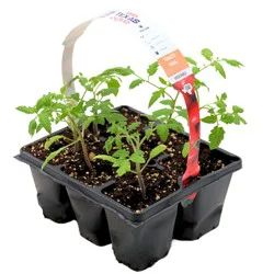 H-E-B Texas Roots Tomato Roma Plant