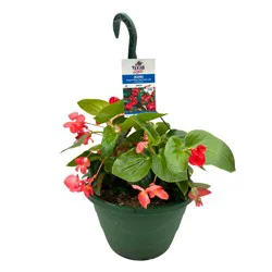 H-E-B Texas Roots Begonia Red Green Leaf Hanging Basket