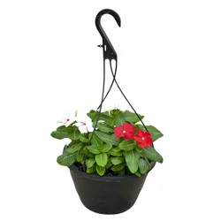H-E-B Texas Roots Vinca Cora Red & White, Hanging Basket
