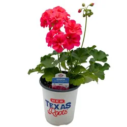 H-E-B Texas Roots Geranium - Moxie Pink Splash