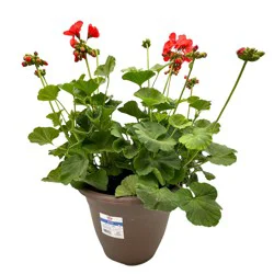 H-E-B Texas Roots Geranium Dynamo Orange
