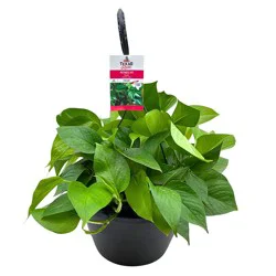 H-E-B Texas Roots Pothos Ivy Green