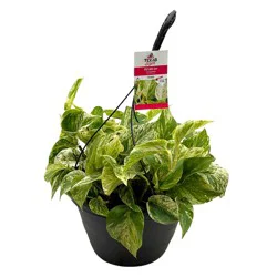 H-E-B Texas Roots Variegated Pothos Ivy