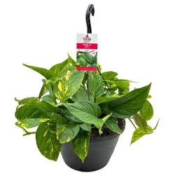 H-E-B Texas Roots Pothos Ivy Golden