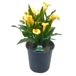 H-E-B Texas Roots Calla Lily - Yellow