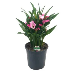 H-E-B Texas Roots Calla Lily - Pink