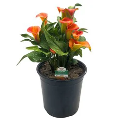 H-E-B Texas Roots Calla Lily - Orange
