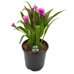 H-E-B Texas Roots Calla Lily - Purple
