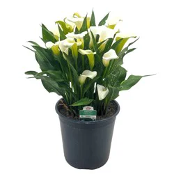 H-E-B Texas Roots Calla Lily - White