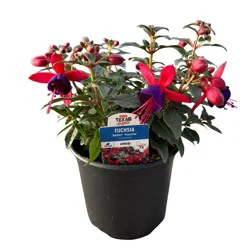 H-E-B Texas Roots Fuchsia Bella Sacha