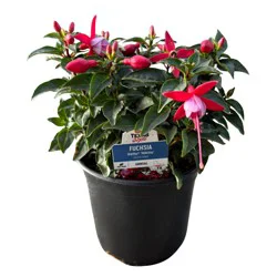 H-E-B Texas Roots Fuchsia Bella Nikita