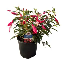 H-E-B Texas Roots Fuchsia Bella Evita