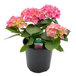 H-E-B Texas Roots Hydrangea Pink