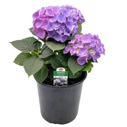 H-E-B Texas Roots Hydrangea Blue