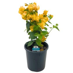 H-E-B Texas Roots Bougainvillea