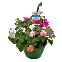 H-E-B Texas Roots New Guinea Impatiens Light Mix Hanging Basket