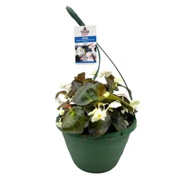 H-E-B Texas Roots Begonia Dragon White Hanging Basket