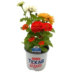 H-E-B Texas Roots Zinnia Zesty Mix