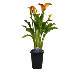 H-E-B Texas Roots Calla Lily - Orange