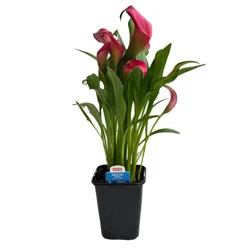 H-E-B Texas Roots Calla Lily - Salmon
